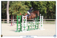 Vente de cheval : Lhenry Jap 