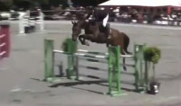 Vente de cheval : HONGRE ZANGERSHEIDE CSO 10 ANS