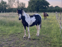 Vente de poney