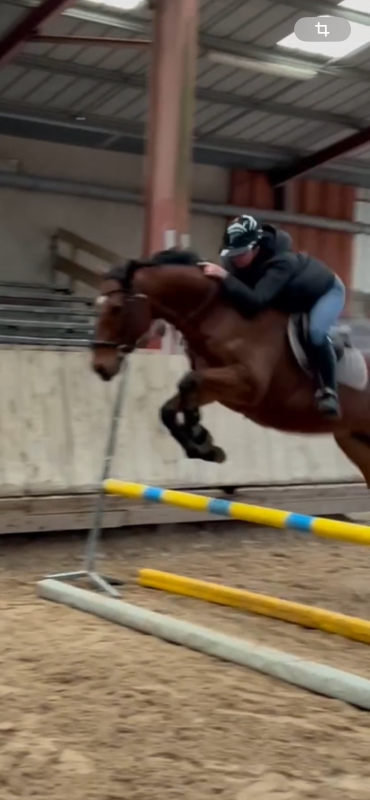 Vente de cheval : Siyidar