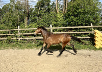 Vente de poney