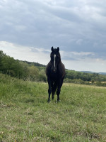 Vente de cheval : Kaffe doppio boimargot