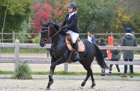 Vente de cheval : Belle American