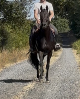 Vente de cheval : B