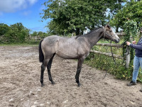 Vente de cheval : Pretty Girl Wish