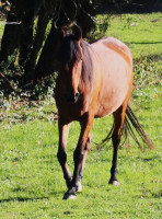 Vente de cheval : khafifad d 'atur