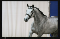 Vente de cheval : Nabab des bordes 