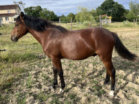 Vente de poney