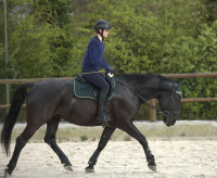 Vente de cheval : Elek