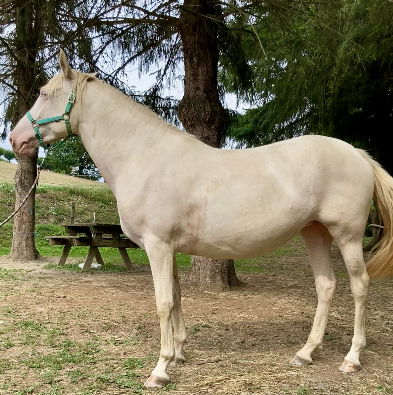 Vente de cheval : Malaga de Cantals 