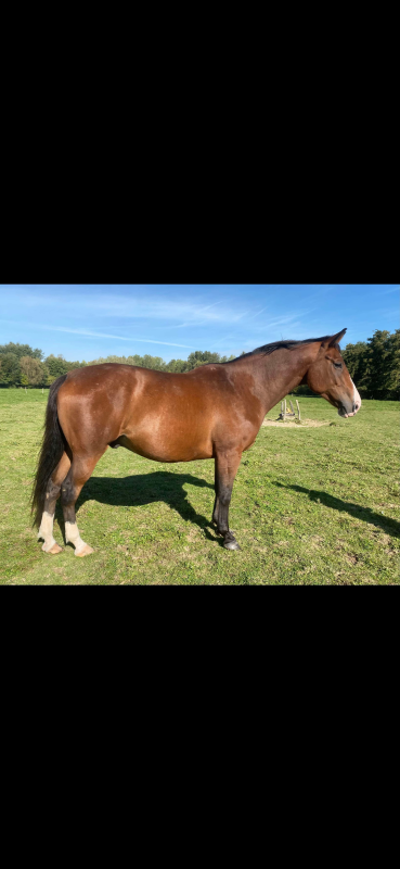 Vente de cheval : JETSET DE ST BARTH