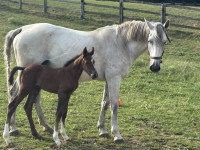 Vente de cheval : Dolce Vita du Chalet 