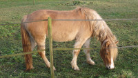 Vente de poney