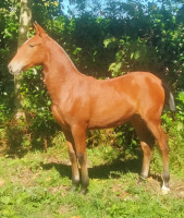 Vente de cheval : JALEA AC II