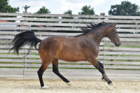 Vente de cheval : Jess de l'Etang Laly