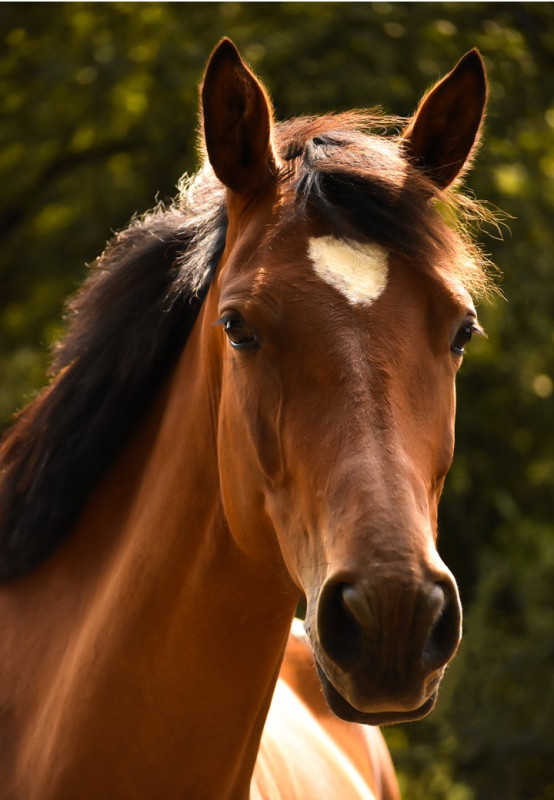 Vente de cheval : JUST FOR YOU