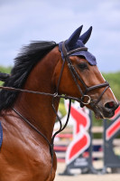 Vente de cheval : Orado du Vieux Saule 