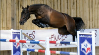 Vente de cheval : Kiss Me