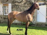Vente de cheval : KIWI / LADY / MELODY / MARQUISE