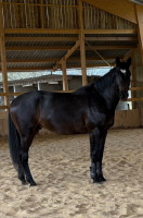 Vente de cheval : LIKE DE LA BIGOTIERE