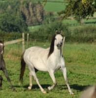 Vente de poney