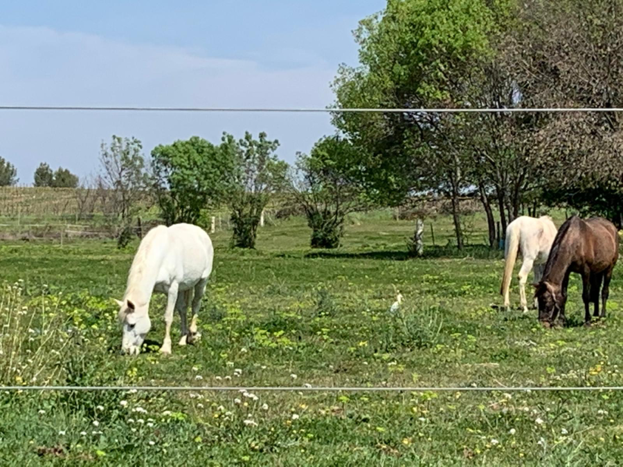 Vente Belles demeures questres