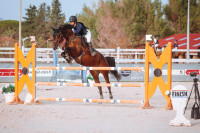 Vente de cheval : viva