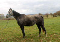Vente de cheval : Lilas de Gary