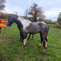 Vente de cheval : NABOULY EL MALIK