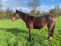 Vente de cheval : MABOHEMIENNE