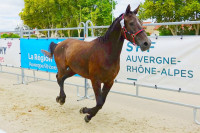 Vente de cheval : FLORENCE DELOURME BACON