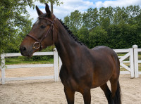 Vente de cheval : Maxima