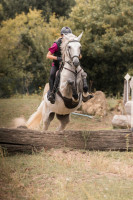 Vente de cheval : HEITOR