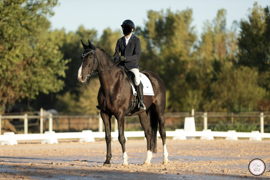 Vente de cheval : Beautifuldelafeuillee
