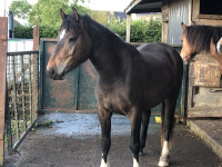 Vente de cheval : Loekaf S.J.S.