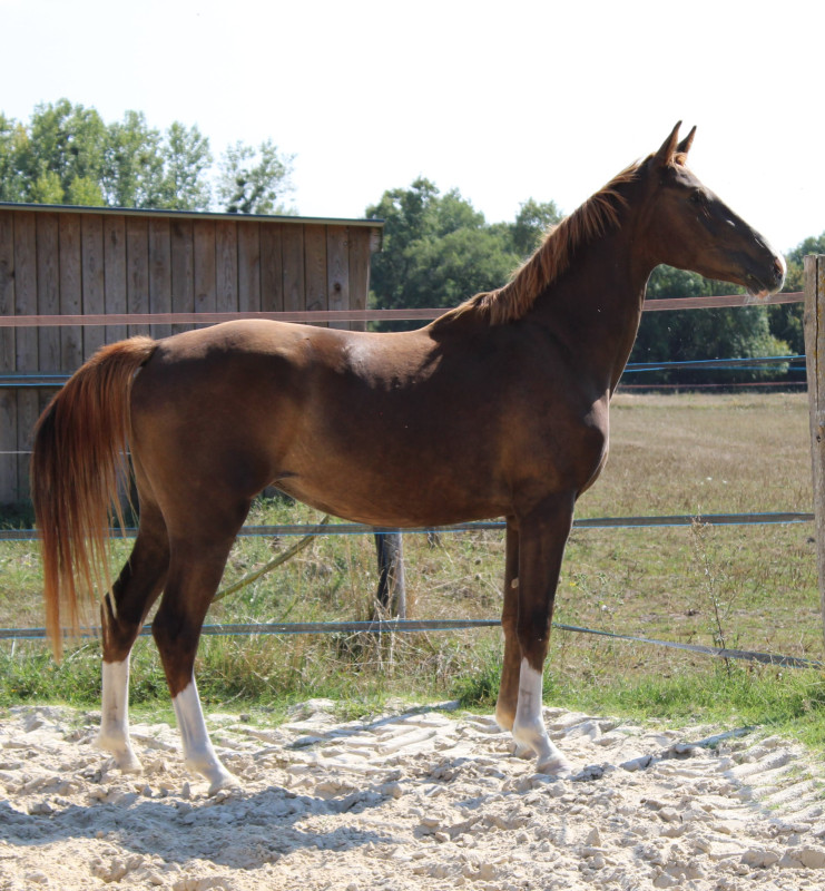 Vente de cheval : N