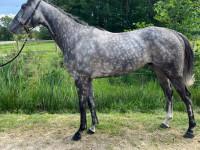 Vente de cheval : Monsieur grey 