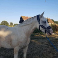 Vente de cheval : Ivoire provosti�re 