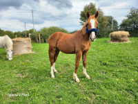 Vente de cheval : OZIRIS KSFOREVER 