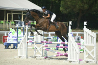 Vente de cheval : Montkap