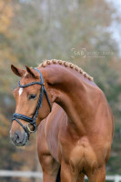Vente de cheval : Lots of Love