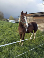 Vente de cheval : Oslo