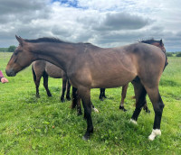 Vente de cheval : UNLIMITED NOSTRA