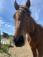 Vente de cheval : Oracle