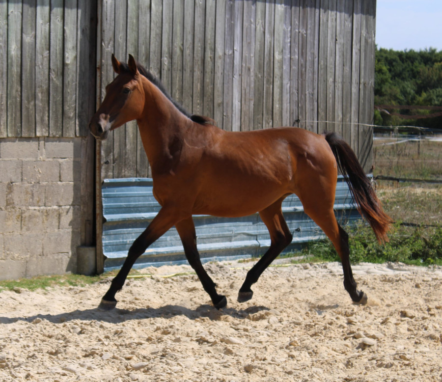 Vente de cheval : N