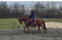 Vente de cheval : Eden