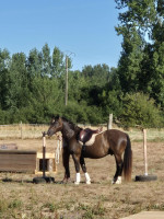 Vente de poney