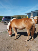 Vente de cheval : nolly