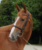 Vente de cheval : Nikita de la Bride 