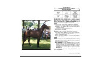 Vente de cheval : NTAYACK ECONCE